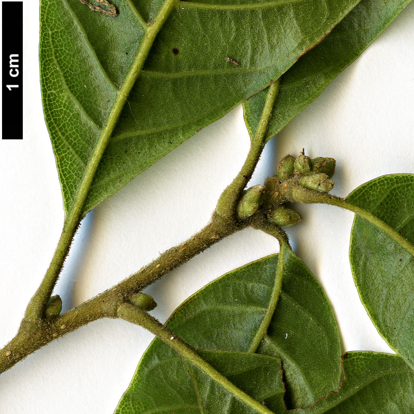High resolution image: Family: Fagaceae - Genus: Lithocarpus - Taxon: corneus High resolution image: Family: Fagaceae - Genus: Lithocarpus - Taxon: corneus